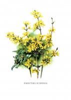 Постер "Forsythia suspensa" от Интернет магазина Милота