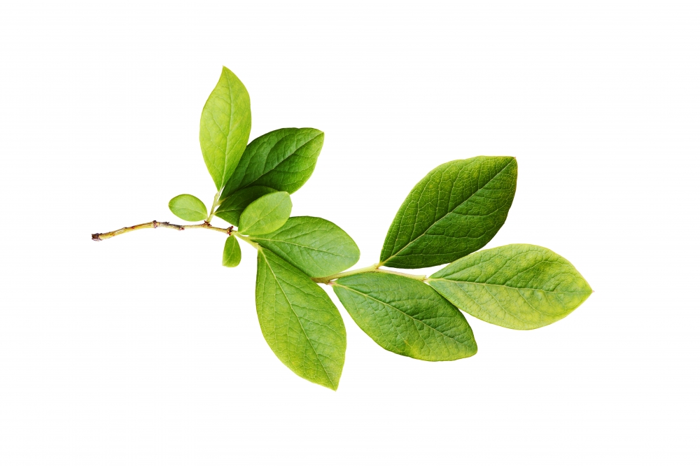 Постер "Cherry branch" Черный, Белый, Дерево A4 [21×30] , A3 [30x40], A2 [40x60]