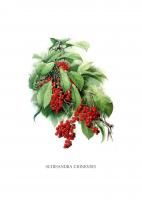 Постер "Shisandra chinensis" от Интернет магазина Милота