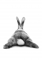 Постер "Bunny Tail" от Интернет магазина Милота
