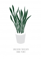 Постер "Sansevieria"