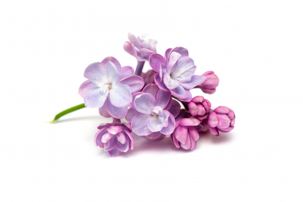 Постер "Lilac" Черный, Белый, Дерево A4 [21×30] , A3 [30x40], A2 [40x60]