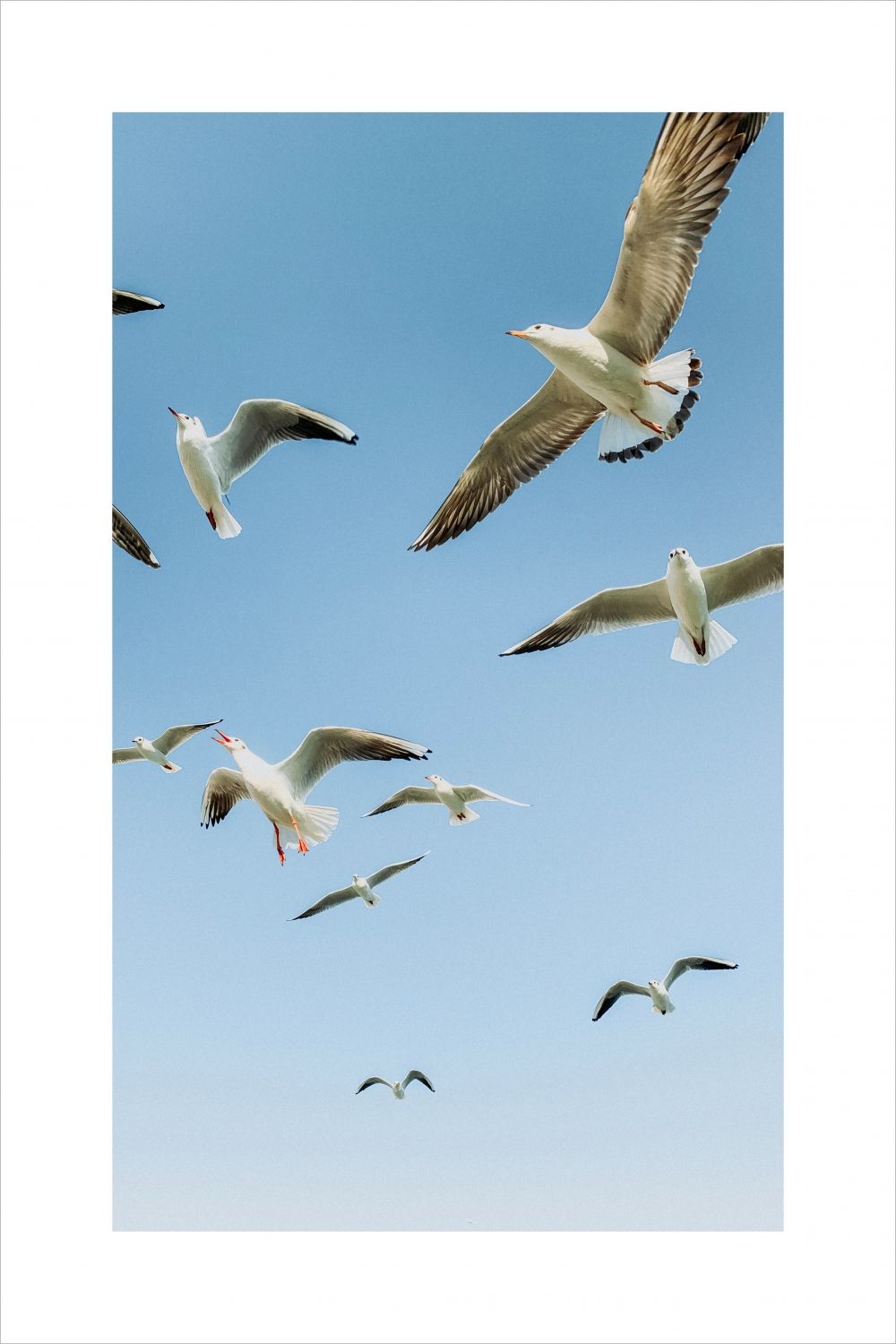 Постер "Larus" Черный, Белый, Дерево A4 [21×30] , A3 [30x40], A2 [40x60]