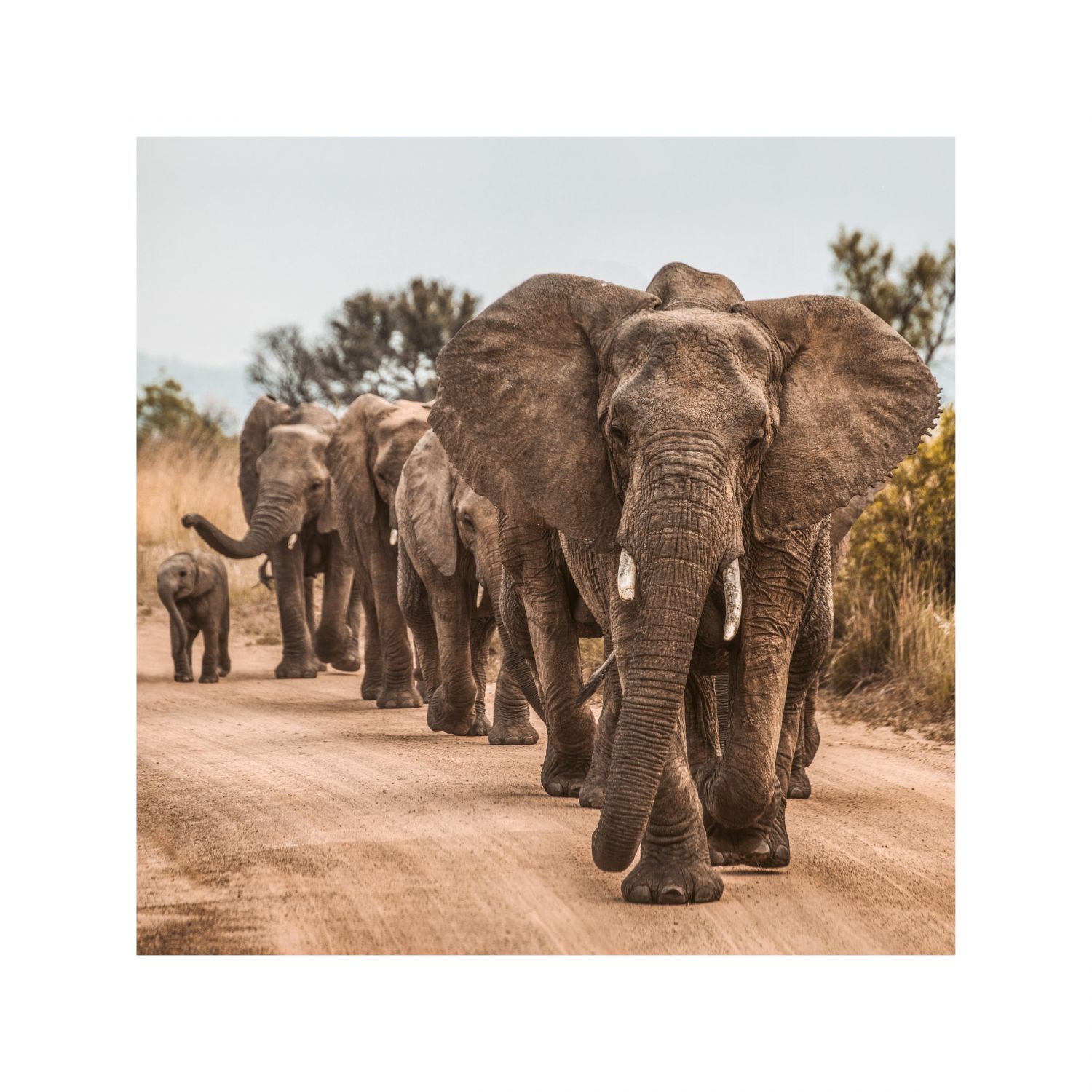 Постер "Слоны" Черный, Белый, Дерево [60x60], [40x40]