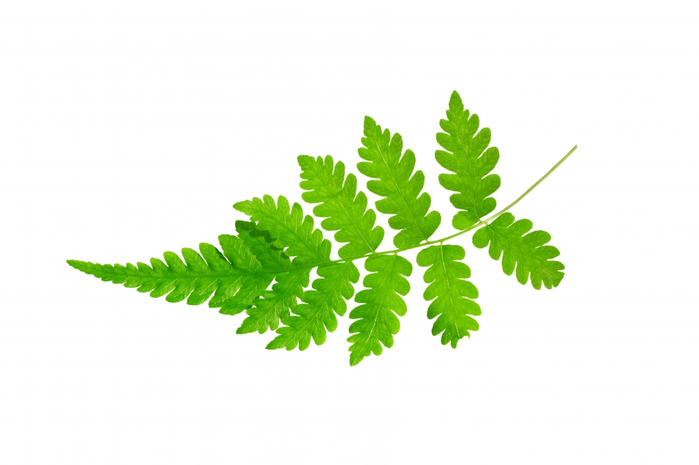Постер "Fern" Черный, Белый, Дерево A4 [21×30] , A3 [30x40], A2 [40x60]
