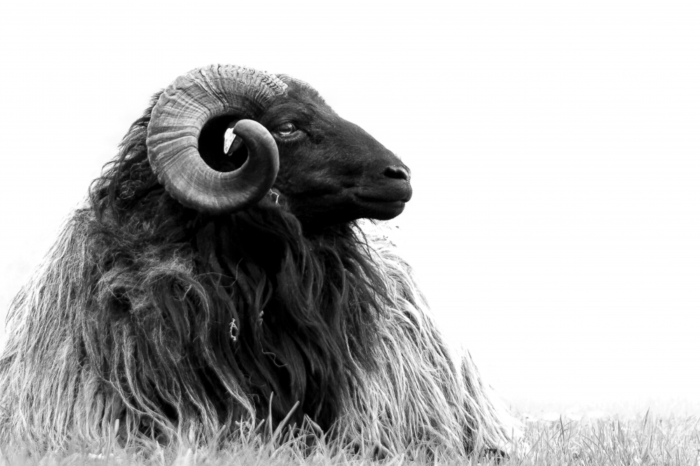 Постер "Black ram"