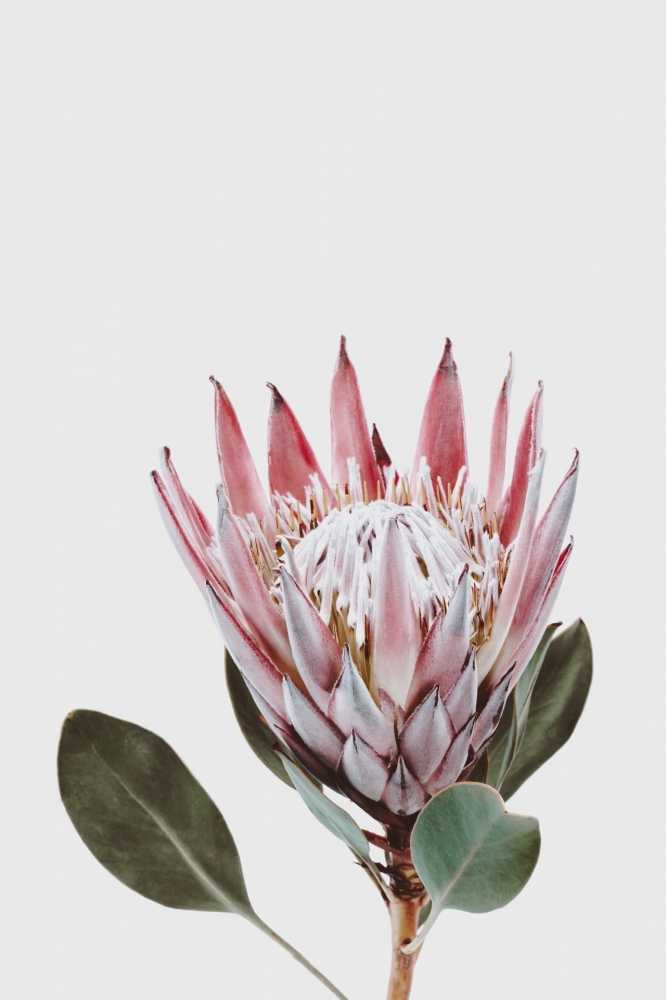 Постер "Protea" Черный, Белый, Дерево A4 [21×30] , A3 [30x40], A2 [40x60]