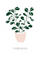Постер "Peperomia"