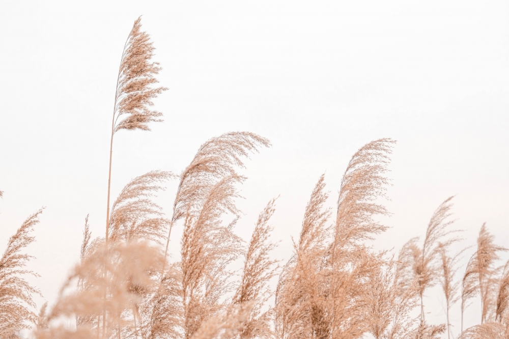 Постер "Wild Nature Grasses-1" Черный, Белый, Дерево A4 [21×30] , A3 [30x40], A2 [40x60]