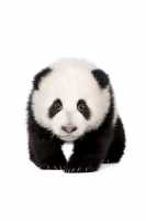Постер "Загадочный мишка" от Интернет магазина Милота