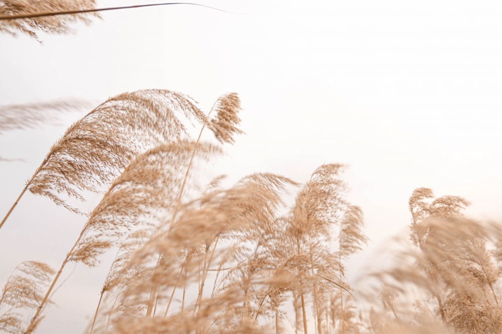 Постер "Wild Nature Grasses-2" Черный, Белый, Дерево A4 [21×30] , A3 [30x40], A2 [40x60]