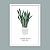 Постер "Sansevieria"