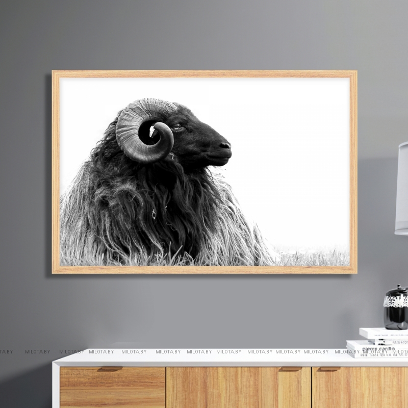 Постер "Black ram"