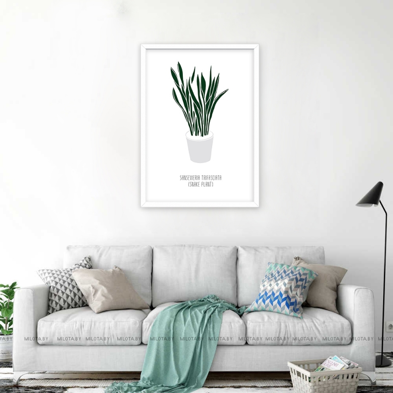 Постер "Sansevieria"